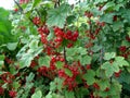 Ripe red currant berries on a branch in the garden.Red currant, Royalty Free Stock Photo