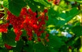 Ripe red currant berries on a branch in the garden. Red currant, currant or ordinary or garden currant Ribes rubrum Royalty Free Stock Photo