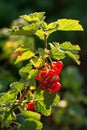 Ripe red currant berries on a green branch in the sunlight. Healthy, fresh and organic ingredients for cooking. Royalty Free Stock Photo