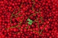 Ripe red currant berries with green twigs for whole frame Royalty Free Stock Photo