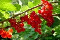 Ripe red currant berries growing on a bush Royalty Free Stock Photo