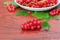 Ripe red currant berries and leaves Royalty Free Stock Photo
