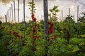 Ripe red currant berries in orchard with beautiful sunset in bac