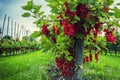 Ripe red currant berries in orchard Royalty Free Stock Photo