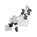 Ripe red currant branch with berries and leaves. Hand drawn Sketch style ink pen Royalty Free Stock Photo