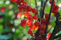 Ripe red currant on a branch of a bush