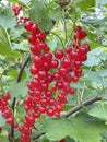 Ripe red currant on the bush brunch