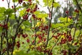 Ripe red currant grows on the branches of a Bush, useful berries, background