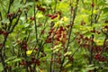 Ripe red currant grows on the branches of a Bush, useful berries, background