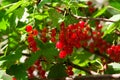 Ripe red currant grows on a bush