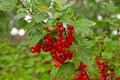 Ripe red currant grows on a bush