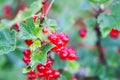 Red currant in a summer garden. Ribes rubrum plant with ripe red berries Royalty Free Stock Photo