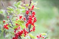 Red currant in a summer garden. Ribes rubrum plant with ripe red berries Royalty Free Stock Photo