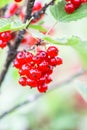 Red currant in a summer garden. Ribes rubrum plant with ripe red berries Royalty Free Stock Photo