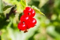 Red currant in a summer garden. Ribes rubrum plant with ripe red berries Royalty Free Stock Photo