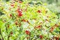 Ripe red currant in a garden. Ribes rubrum plant with ripe red berries Royalty Free Stock Photo