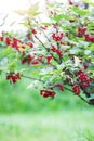 Red currant in a summer garden. Ribes rubrum plant with ripe red berries Royalty Free Stock Photo