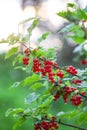 Red currant in a summer garden. Ribes rubrum plant with ripe red berries Royalty Free Stock Photo