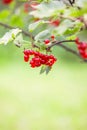 Red currant in a summer garden. Ribes rubrum plant with ripe red berries Royalty Free Stock Photo