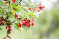 Red currant in a summer garden. Ribes rubrum plant with ripe red berries Royalty Free Stock Photo