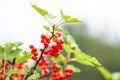 Red currant in a summer garden. Ribes rubrum plant with ripe red berries Royalty Free Stock Photo