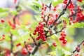 Red currant in a summer garden. Ribes rubrum plant with ripe red berries Royalty Free Stock Photo