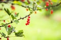 Red currant in a summer garden. Ribes rubrum plant with ripe red berries Royalty Free Stock Photo