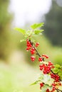 Red currant in a summer garden. Ribes rubrum plant with ripe red berries Royalty Free Stock Photo