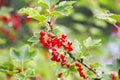 Red currant in a summer garden. Ribes rubrum plant with ripe red berries Royalty Free Stock Photo