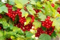 Ripe red currants Ribes rubrum in homemade garden. Fresh bunch of natural fruit growing on branch on farm.