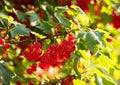 Ripe red currants Ribes rubrum in homemade garden. Fresh bunch of natural fruit growing on branch on farm.