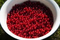 Ripe red current berries in white metal dish, close-up Royalty Free Stock Photo
