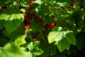 Juicy red current berries (Ribes rubrum) are hanging on a branch with green leaves with sunny beams in summertime. Royalty Free Stock Photo