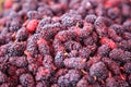 Ripe red and dark purple sweet flavor mulberry fruit background. Health benefits of mulberries include, to improve digestion, lowe