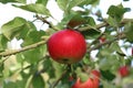 A ripe red Discovery apple, Malus domestica fruit, growing on an apple tree in late summer, Shropshire, England. Royalty Free Stock Photo