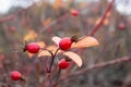 Ripe red Dogrose Berries on background of Dogrose branches Royalty Free Stock Photo