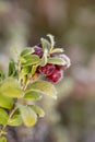 Ripe red forest berries, lingonberry Vaccinium vitis-idaea on a sunny autumn morning