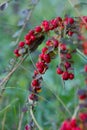 Red Fruit On A Branch