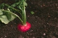 Ripe red garden radishes in soil