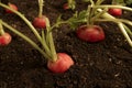 Ripe red garden radishes in soil