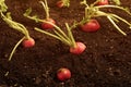 Ripe red garden radishes in soil