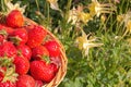 Ripe red garden strawberries in a basket Royalty Free Stock Photo