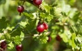 Ripe red gooseberries on a branch with green leaves in the garden, close-up Royalty Free Stock Photo