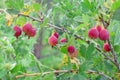 Ripe red gooseberry on branch at garden in summer Royalty Free Stock Photo