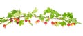 Ripe red gooseberry on branch with green leaves Royalty Free Stock Photo