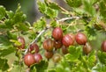 Ripe red gooseberry on a bush branch in the garden. A red gooseberry bush grows in the garden Royalty Free Stock Photo