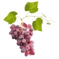 Ripe red grape fruits with leaves Royalty Free Stock Photo