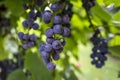 Ripe red grape in vineyard. Royalty Free Stock Photo