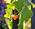 Ripe red grape in a vineyard Royalty Free Stock Photo
