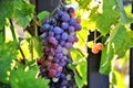 Ripe red grape in a vineyard Royalty Free Stock Photo